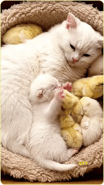120526-chatte-poussins-paniere-Liberte