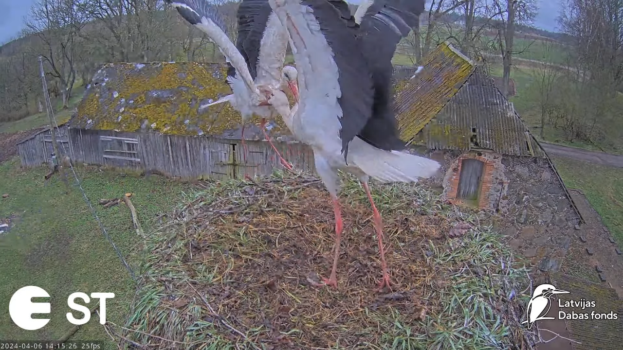 Baltie stārķi (Ciconia ciconia) Tukuma novadā - LDF tiešraide __ White storks in Tukums, Latvia 17-1