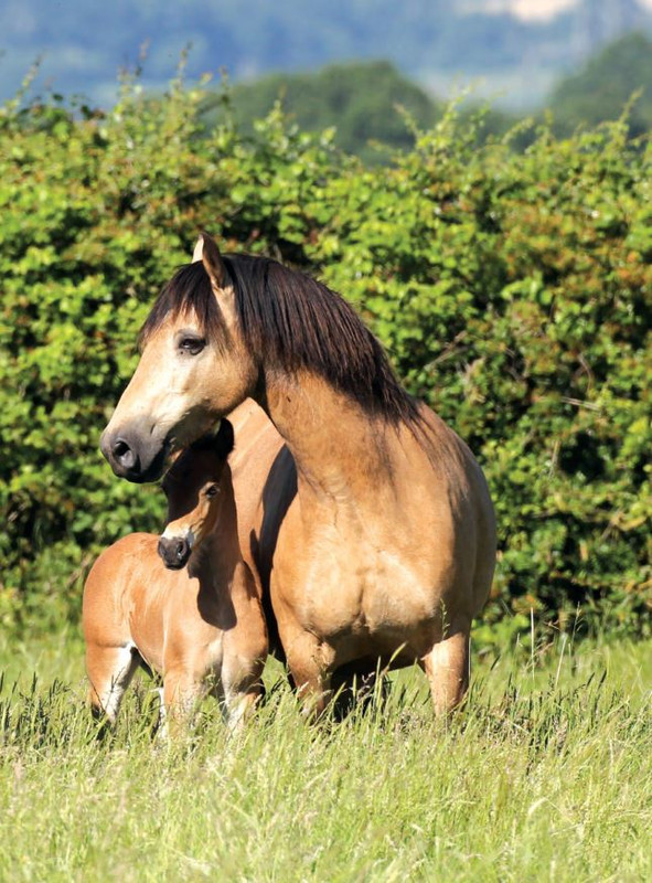 Il Mio Cav (Set 2021) 8