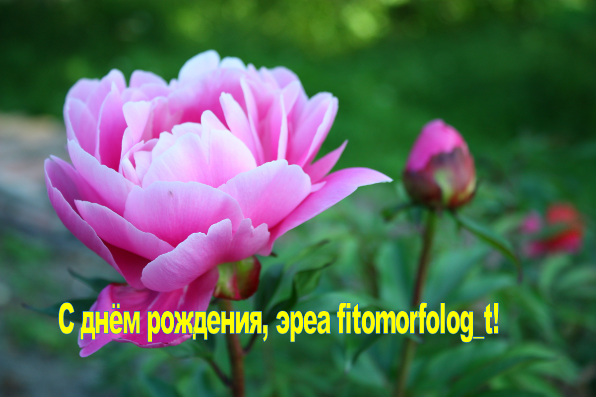 фотоморфолог23