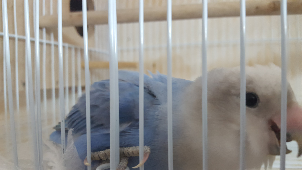 ٢?١٨?٦٣?_١٢٢٧٣٦