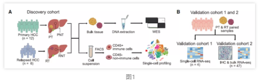 首次全面剖析早期复发性HCC肿瘤免疫微环境-2.png