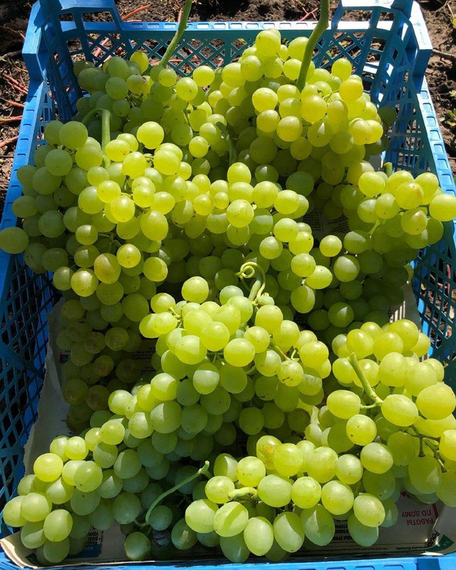 Секреты сбора урожая девичьего винограда как получить богатый урожай без особых усилий