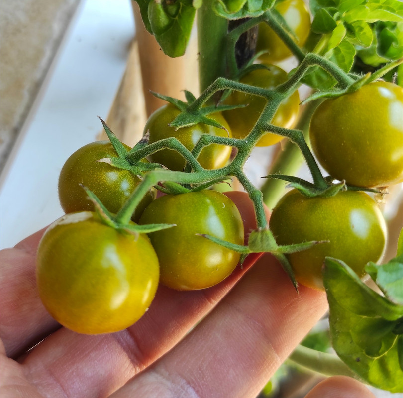 518312849_24058322393786800_2951527296730682310_n