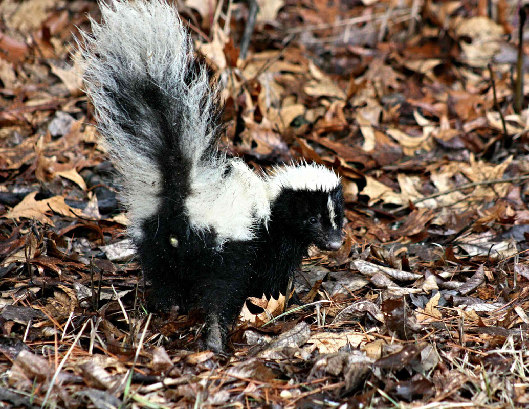 skunk2.jpg