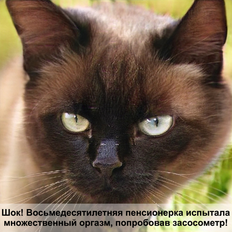 бенгальская кошка шерсть гипоаллергенная