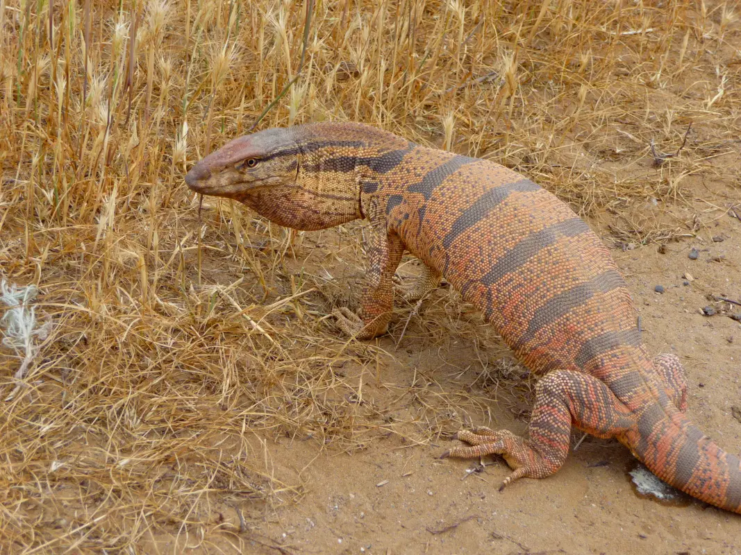 Hiking-To-The-Nurata-Mountain-1705560261979 Нуратинский горный заповедник