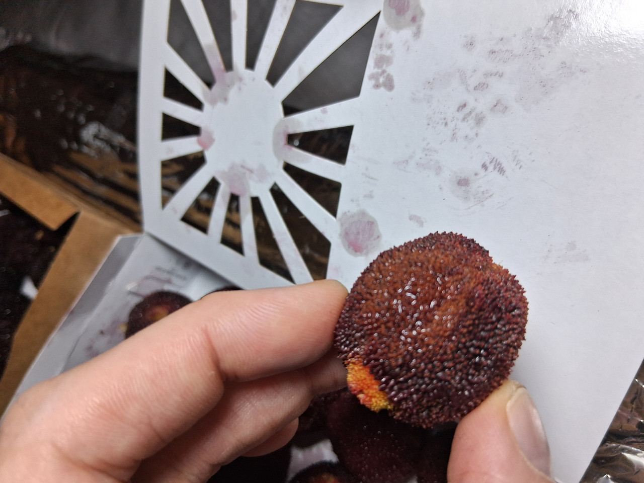 IMG 0169
