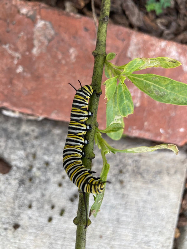 catipillar of Monarch