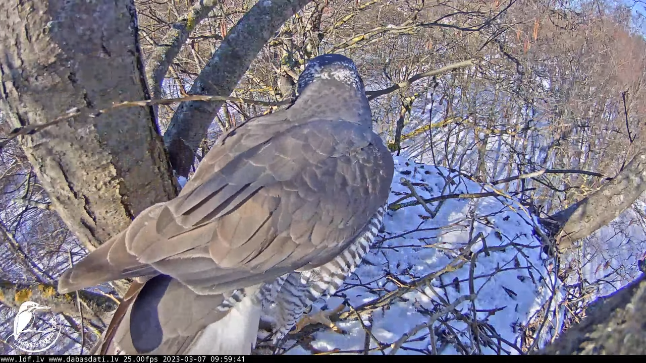 Vistu vanags (Accipiter gentilis) Rīgā - LDF tiešraide __ Goshawks, Riga, Latvia 12-20-46 screenshot