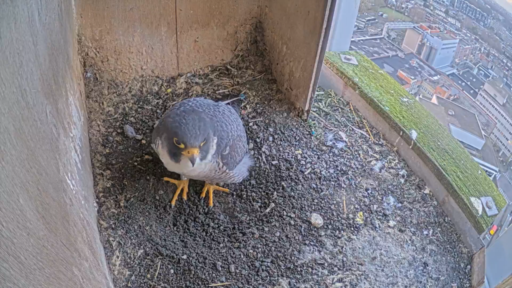 Schermafbeelding 2025-01-31 172959