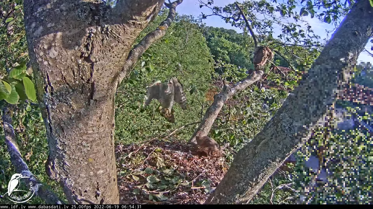 Vistu vanags (Accipiter gentilis) Rīgā - LDF tiešraide __ Goshawks, Riga, Latvia 6-30-26 screenshot