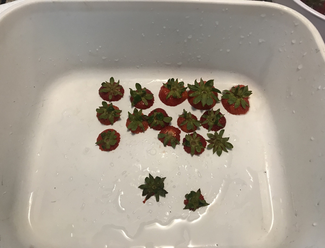 [Image: 626-C43-D6-269-C-462-A-950-F-D5087-F7-E6-CDC.jpg]