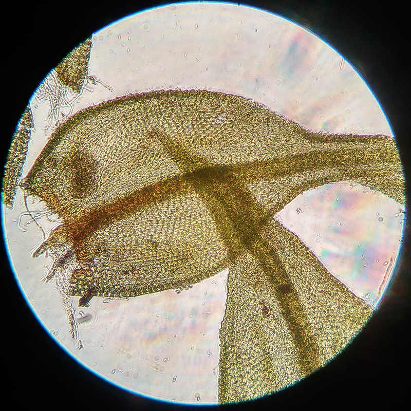 IMG 20250615 221530 HDR