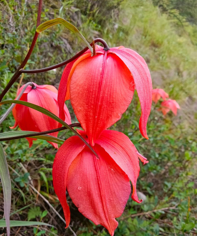 Lilium basilissum IR 4b