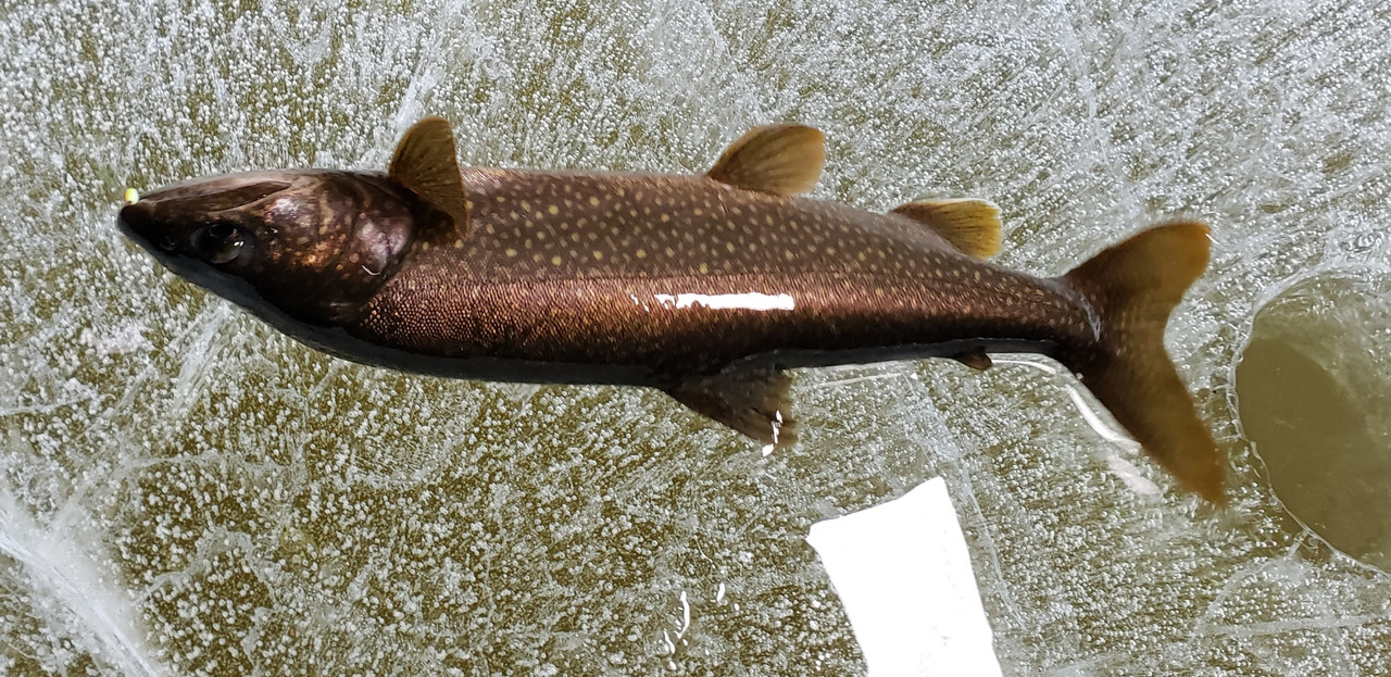 Screenshot_20190101-102425_Gallery