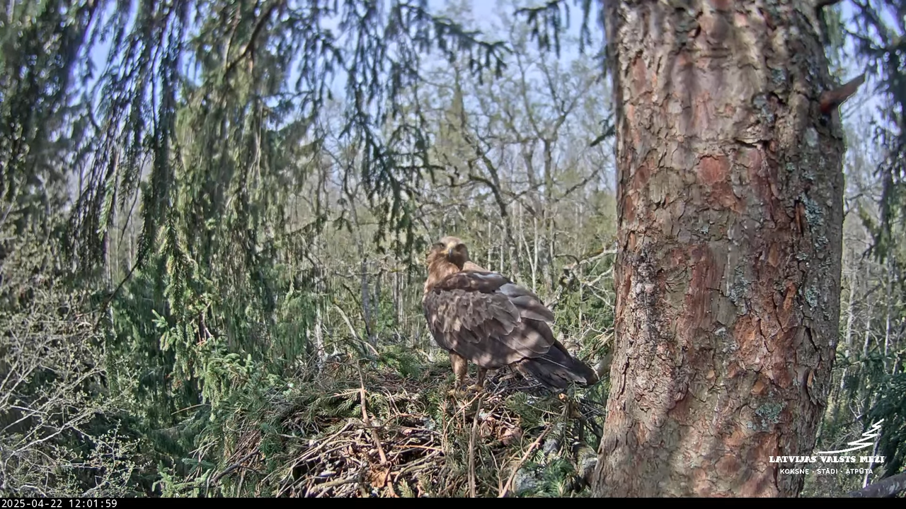 LVM mazais ērglis Lisiņa, egle – Lesser Spotted Eagle 16-7-54 screenshot