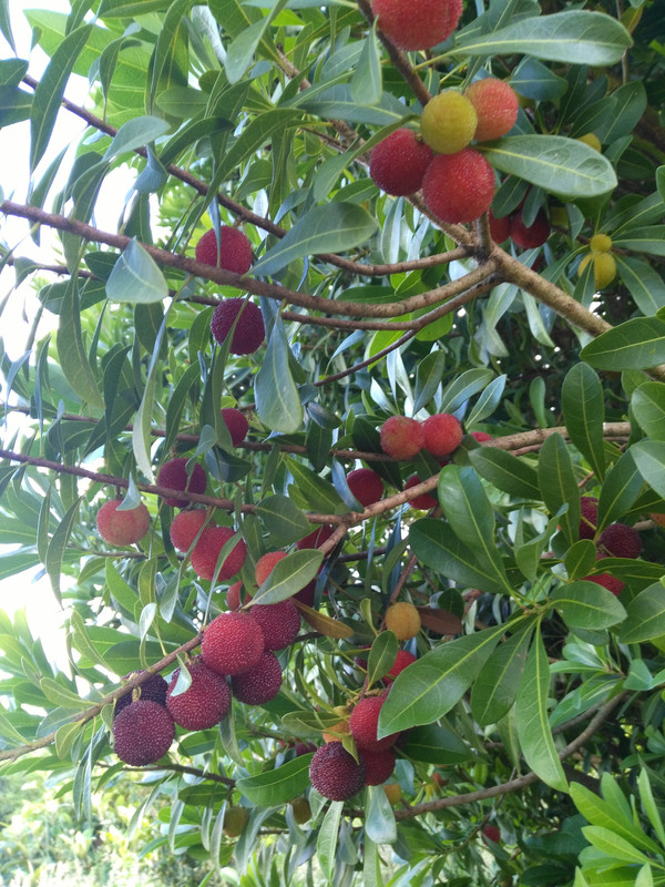 IMG 20180704 191428 (1)