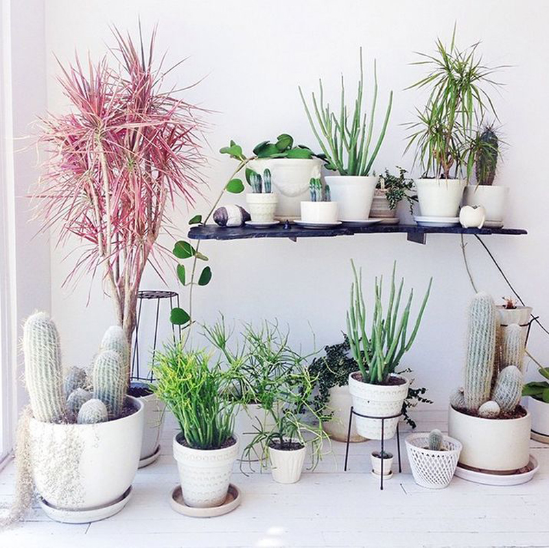 Кинкан в интерьере как создать стильный дизайн с помощью растения
