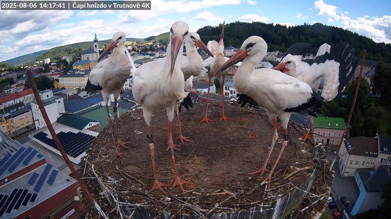 Tiešraide no stārķa ligzdas uz alus darītavas skursteņa Trutnovā 13-7-16 screenshot