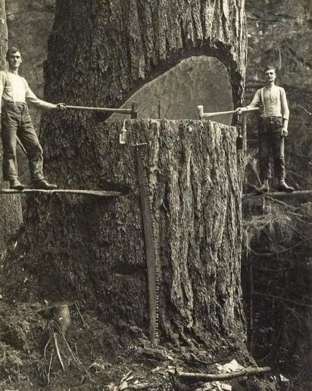 lumberjacks