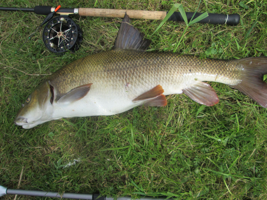 june-24-barbel-fat1.jpg