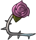 Rose-Left