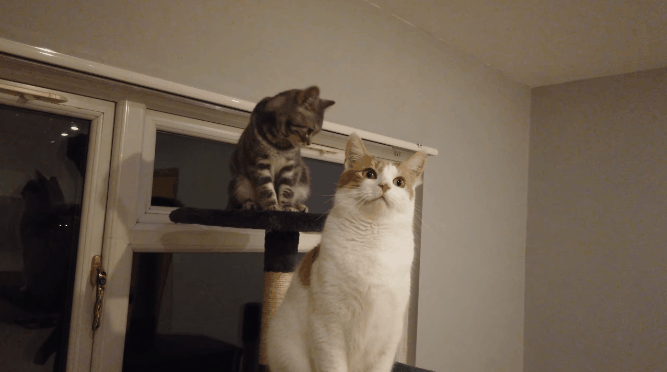 115.gif