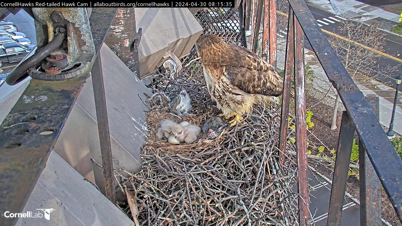Cornell Red-tailed Hawks tiešraides kamera —#CornellHawks_ Kornela laboratorija 11-0-30 screenshot