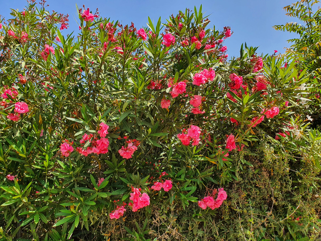 Махровый олеандр на хайфской улице Дорога Руппина