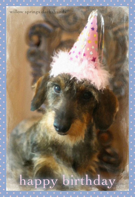 [Image: Anniversaire-teckel-31.jpg]