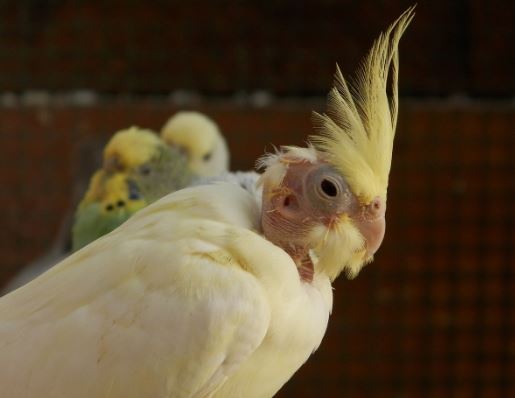 Can cockatiels talk
