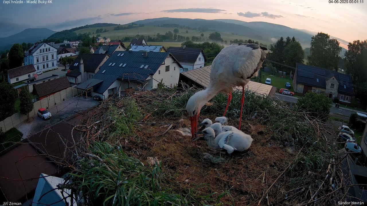 Živá kamera - Mladé Buky - čapí hnízdo 4K 7-16-51 screenshot (1)