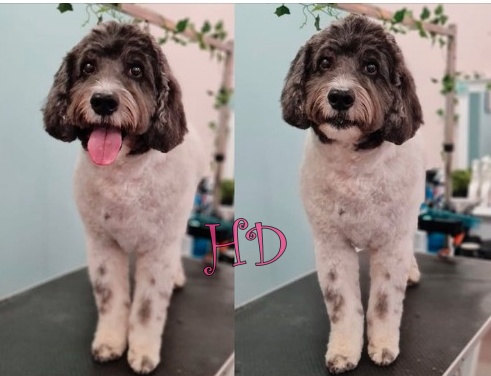 digs-groomers-HD.jpg