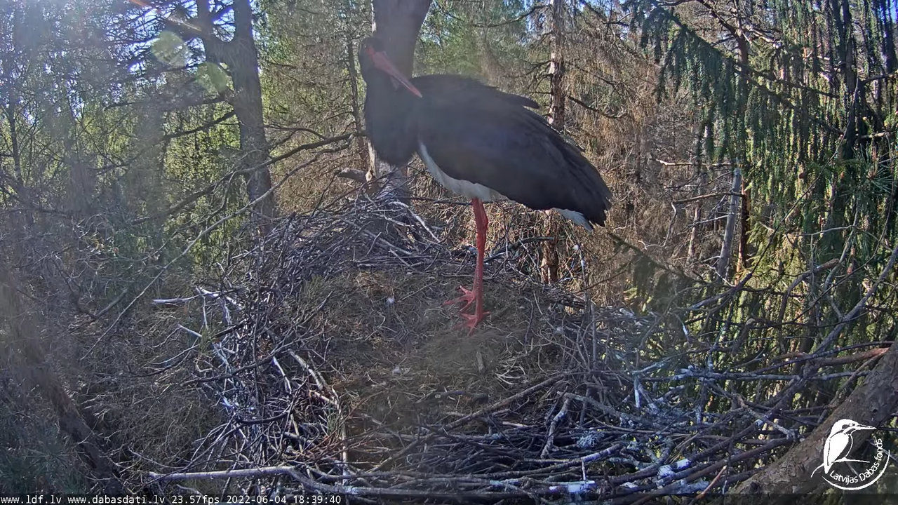 Melnais stārķis (Ciconia nigra) Siguldas novadā - LDF tiešraide 10-41-3 screenshot