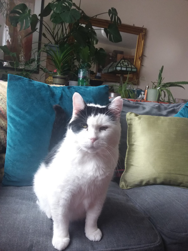 Do You Have Any Pets? in The AnswerBank: Animals & Nature
