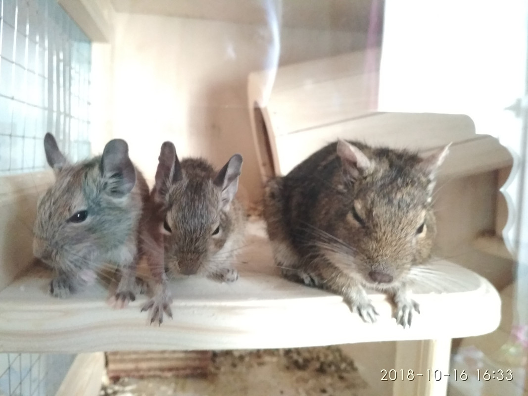 Три мальчика