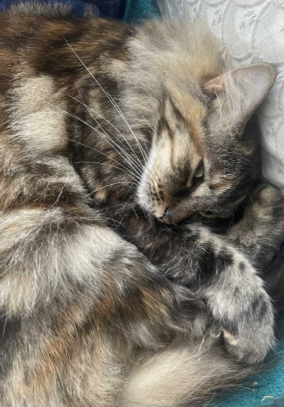 E3BF2325-E12B-4201-80BD-078AEF66318C_1_201_a