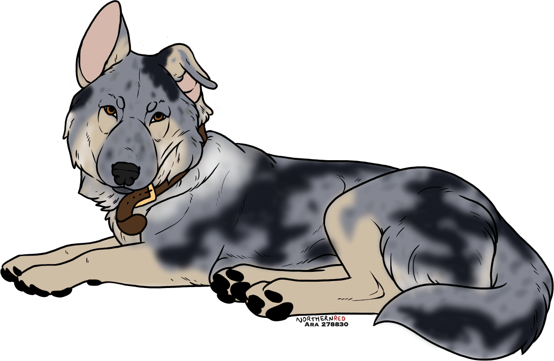 Kimber-Adult.png