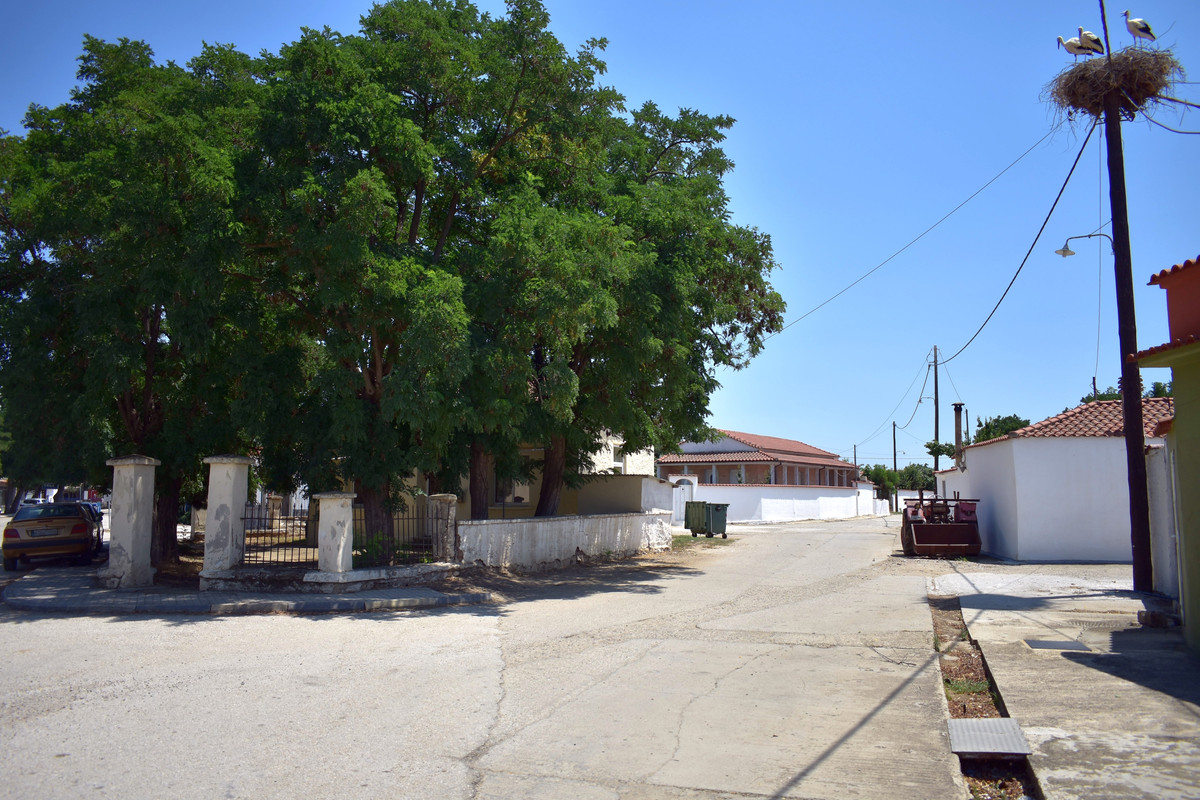 Αμάραντα (2)