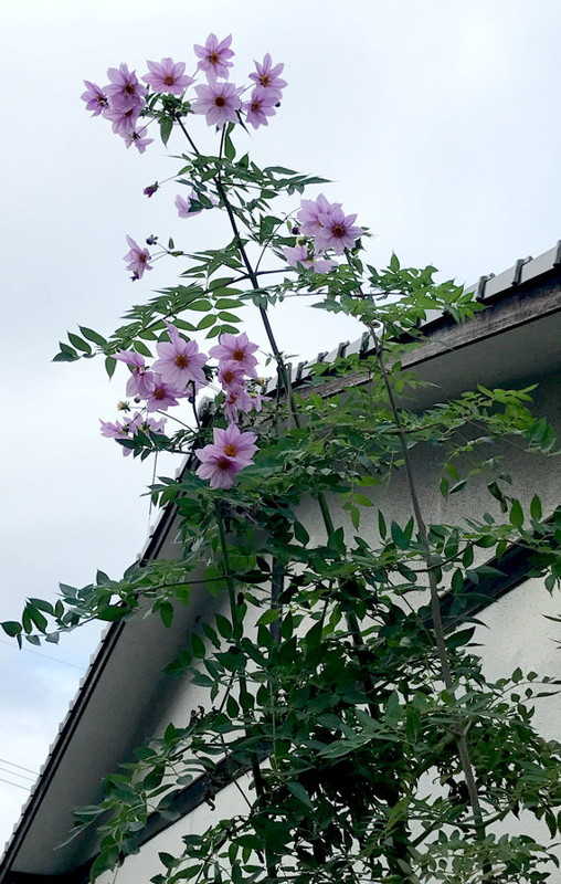 ImperialDahlia