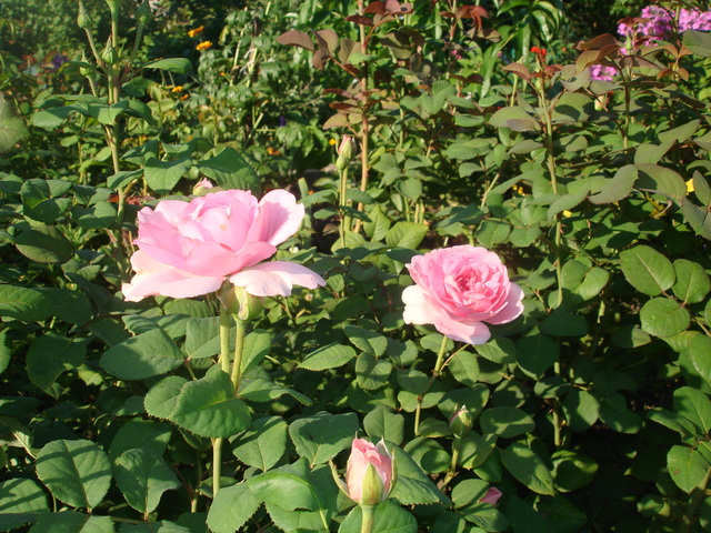 DSC01937
