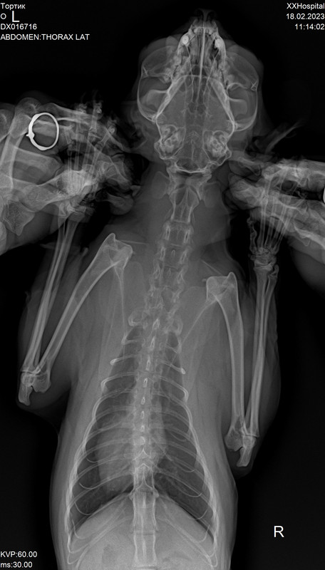 Рентген Тортик 3