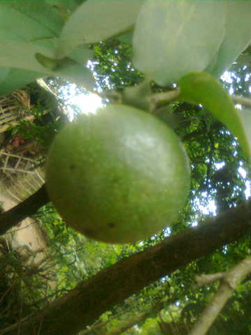 tamal (5)