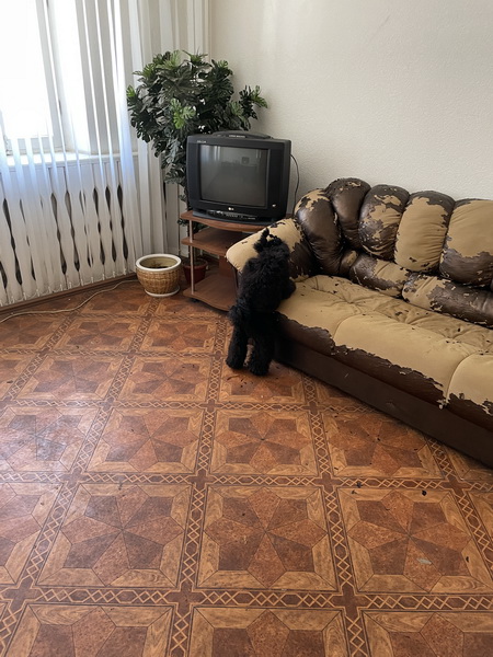 https://i.postimg.cc/hjKtPV0g/IMG-9931.jpg