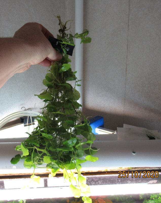 Гидрокатила белоголовая — копия