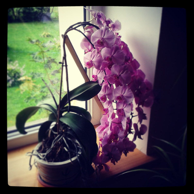 Sunkumai nusveria pečius