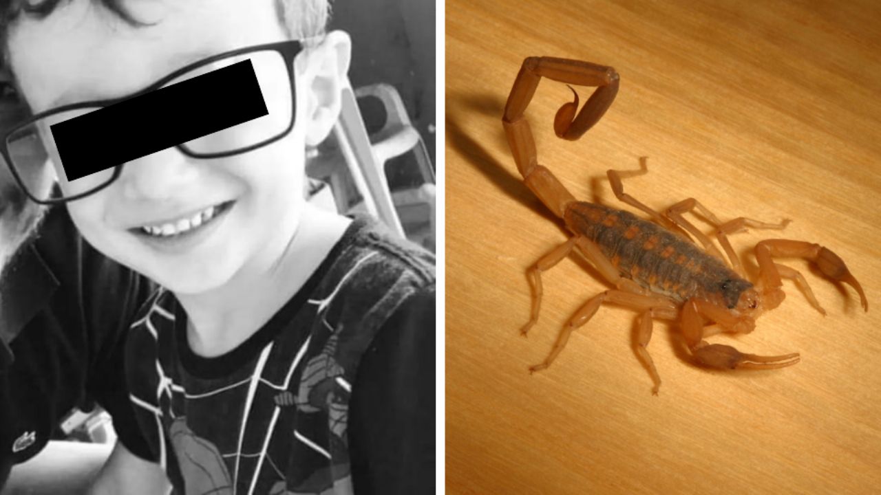 bambino morto scorpione giallo brasiliano