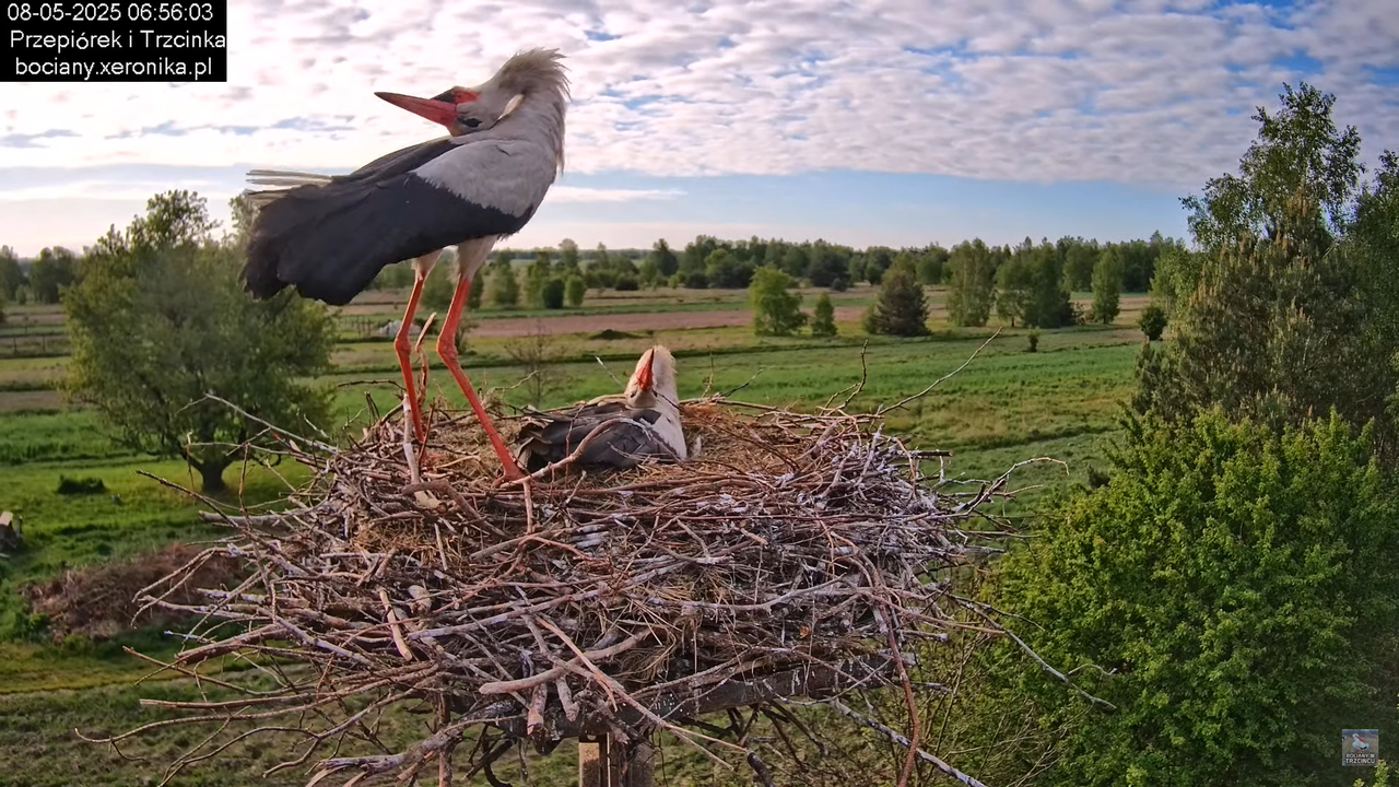 08052025bociany7