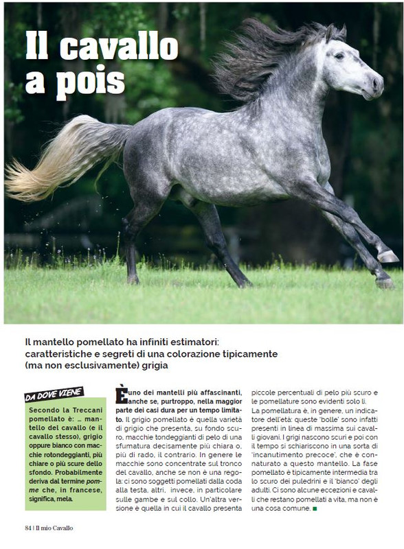 Il Mio Cav (Nov 2022) 7